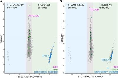 Paralog-specific TTC30 regulation of Sonic hedgehog signaling